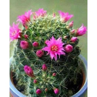 Hoa sương rồng phong thủy để bàn