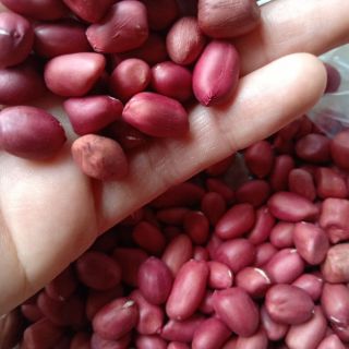 Lạc đỏ Thái Bình