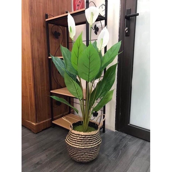 Cây Lan Ý giả cảnh cao 95cm trang trí phòng khách,văn phòng