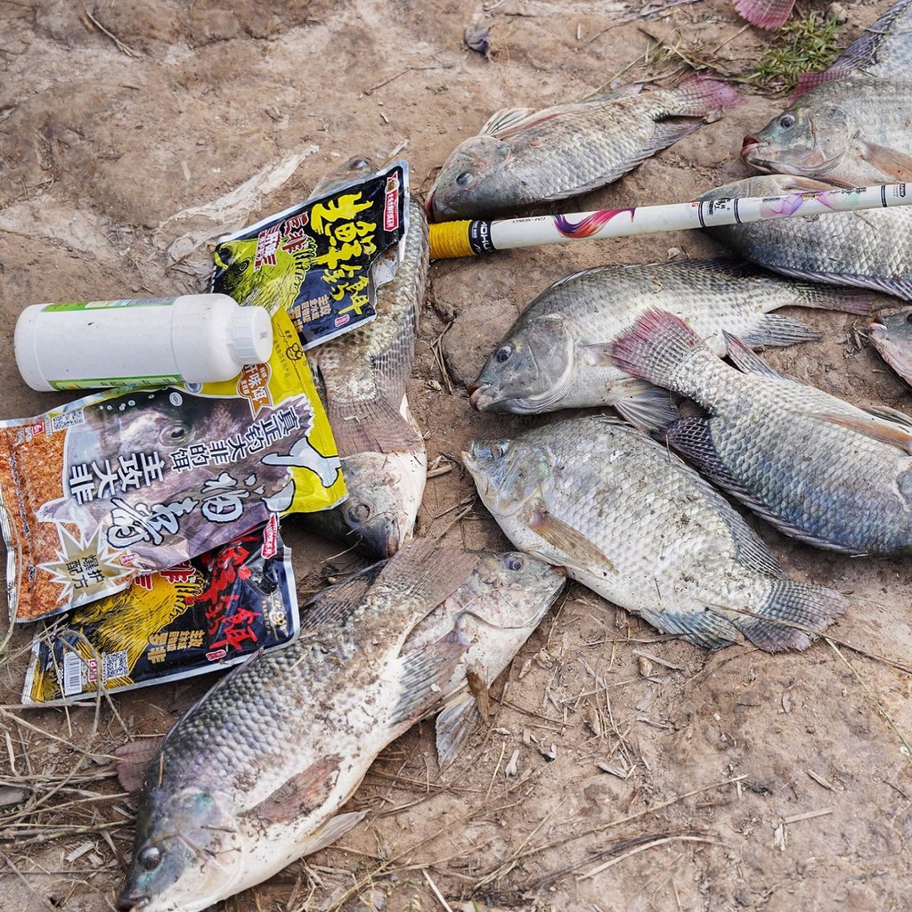 Combo bài mồi câu rô phi đông lanh khô Lão quỷ