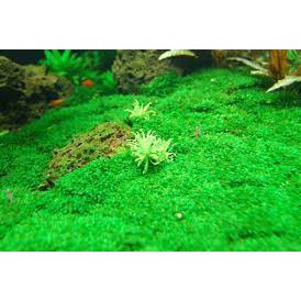 Hộp rêu mini fiss trải nền thuỷ sinh, 5-6cm