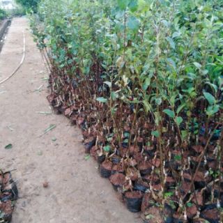 CÂY GIỐNG TÁO ĐỎ.( nhập khẩu nguyên cây)