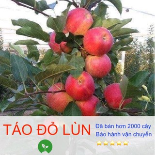 [Giống siêu tốt] Cây giống Táo đỏ lùn F1, khoẻ mạnh, dễ trồng, có bầu đất dinh dưỡng, bảo hành vận chuyển - Giá tại vườn