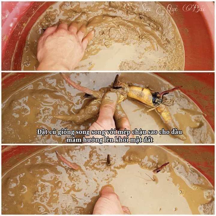 2KG ĐẤT TRỒNG SEN SÚNG, CÂY THỦY SINH