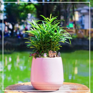 Cây tùng la hán mini để bàn, trang trí nhà cửa văn phòng