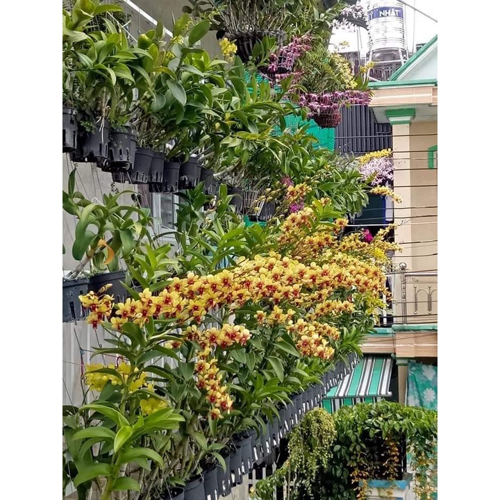 Hoa lan vàng tia