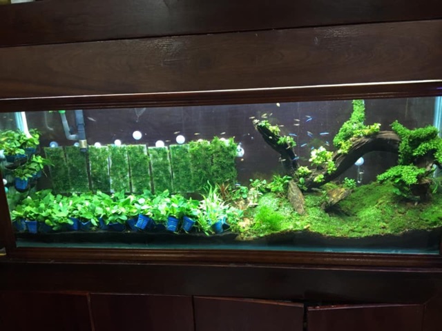 Vỉ inox Mufan - Mua 10 tặng 1