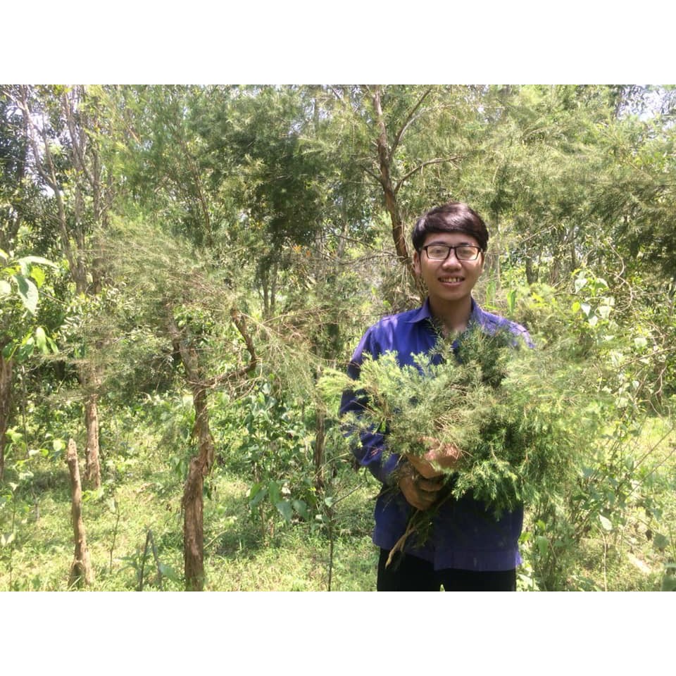 Tinh Dầu Treo Xe Tràm Gió Thiên Nhiên SeeMe 10ml Nguyên chất, Chuẩn Hữu Cơ – Cajeput Essential Oil