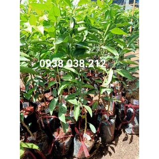 Cây quýt đường