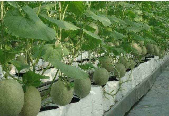 Túi PE trồng cây 1kg