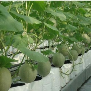 Túi PE trồng cây 1kg (20cmx40cm)