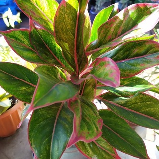 Combo 2 bầu Cây Phú Quý Để Bàn, Bụi TO (bầu đất)