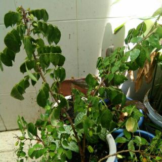 Cây khế ngọt