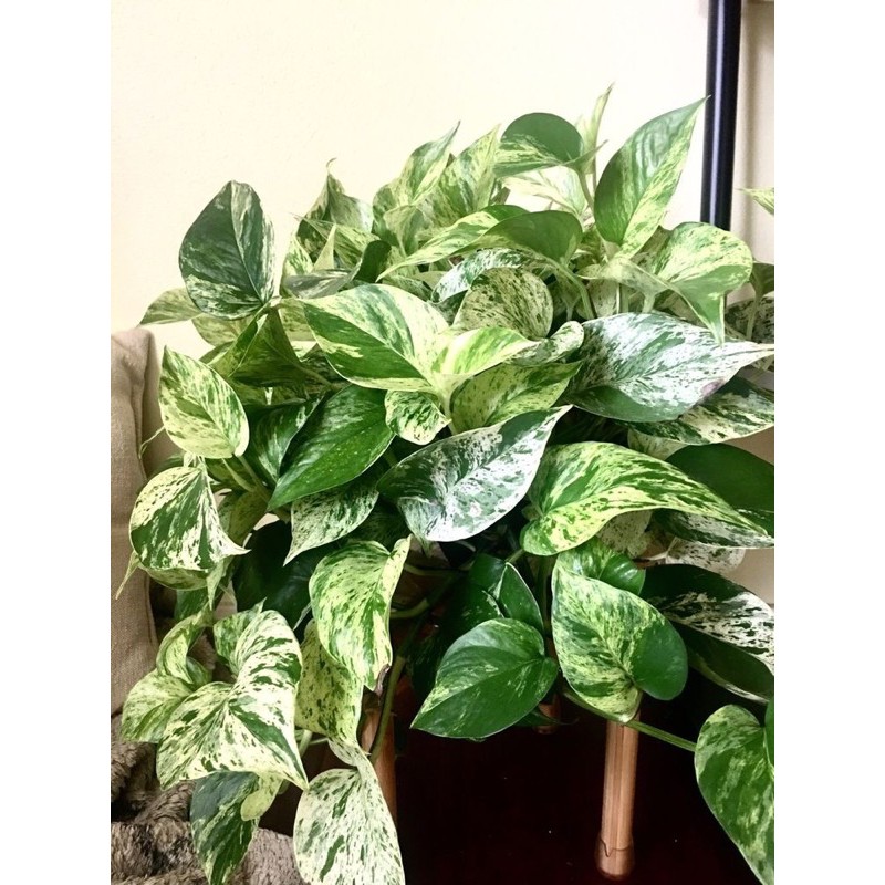 Trầu bà Marble Queen