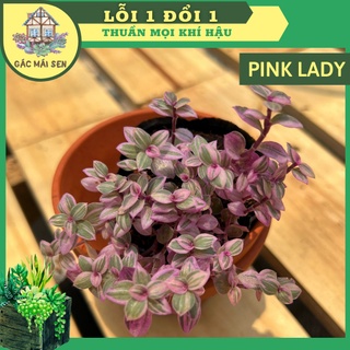 Sen đá bầu pinklady gác mai sen - sen đá size bầu nhỏ