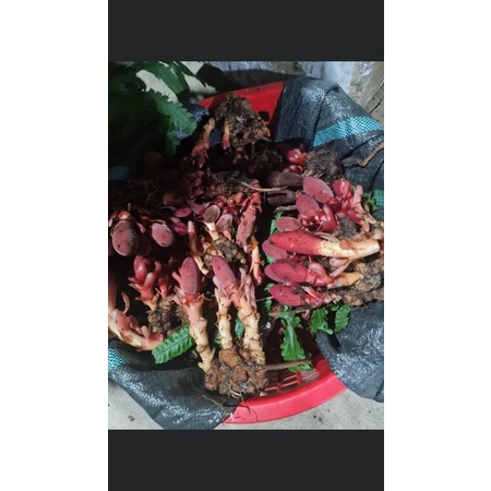 Nấm Ngọc cẩu tươi