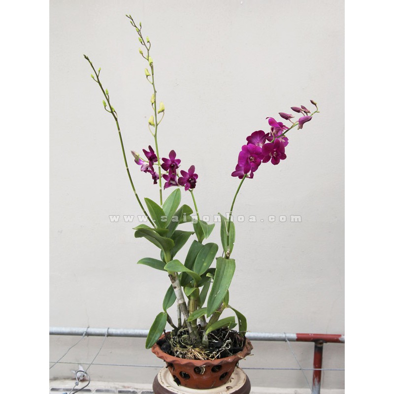 1 CÂY LAN DENZO hoa nở quanh năm HOA THƠM ĐẸP