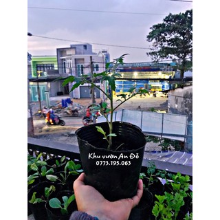 Cà chua bi