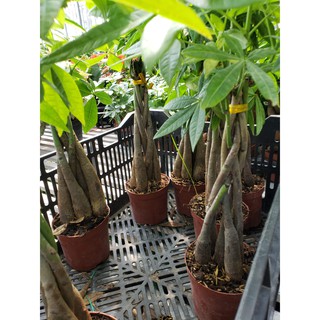 Cây kim ngân (bính và củ)tặng kèm phân bón