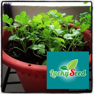 gói 5 gr hạt giống rau mùi ta trồng bốn mùa ( rau ngò rí) LUCKYSEED