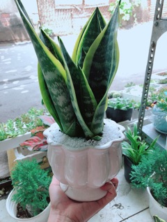 Chậu lưỡi hổ cao