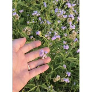 10 cây giống Hoa cứt lợn
