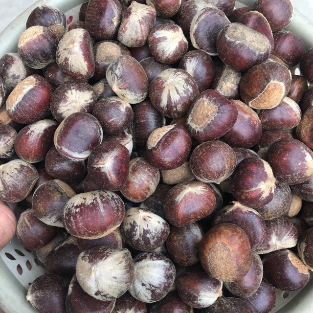 1kg hạt dẻ tươi