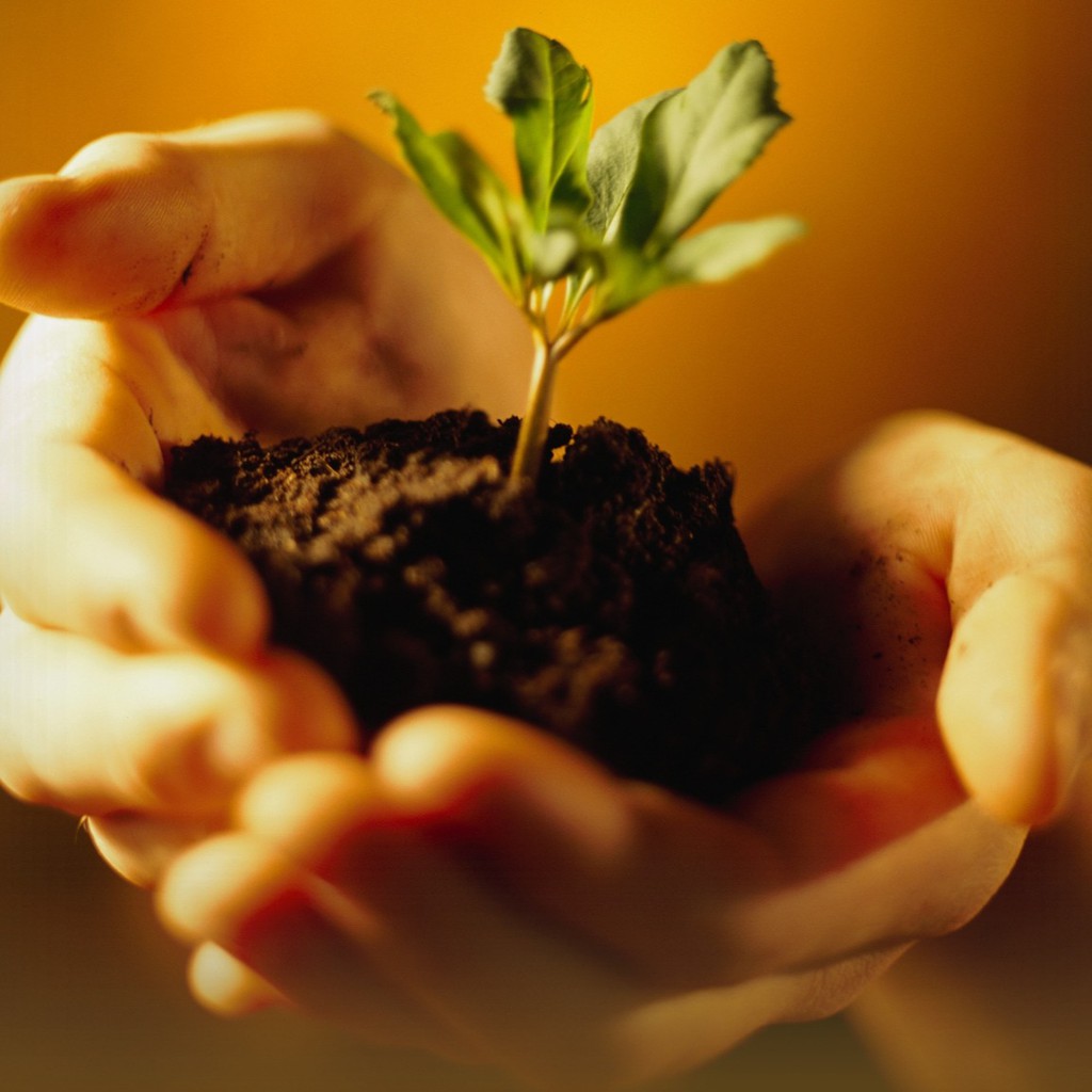 Sen Đá & Hạt Giống TUHAi Farm