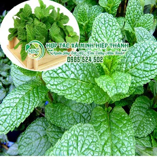 Sale off Hạt giống rau bạc hà cực đẹp.