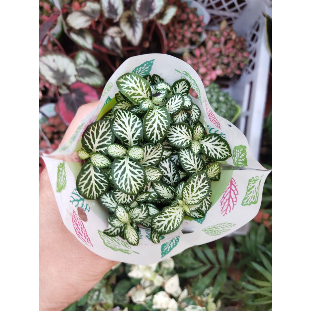 Combo 3 chậu cây lá may mắn Fittonia 3 màu, cây phong thủy, cây để bàn đẹp