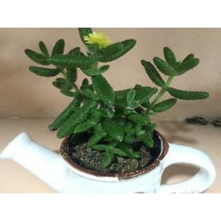 Cây sen đá mặt nạ