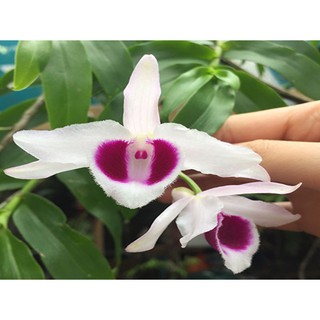 hoa lan giả hạc mắt đỏ hòa bình