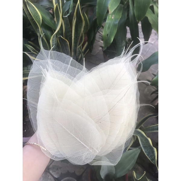 Xương lá Bồ đề