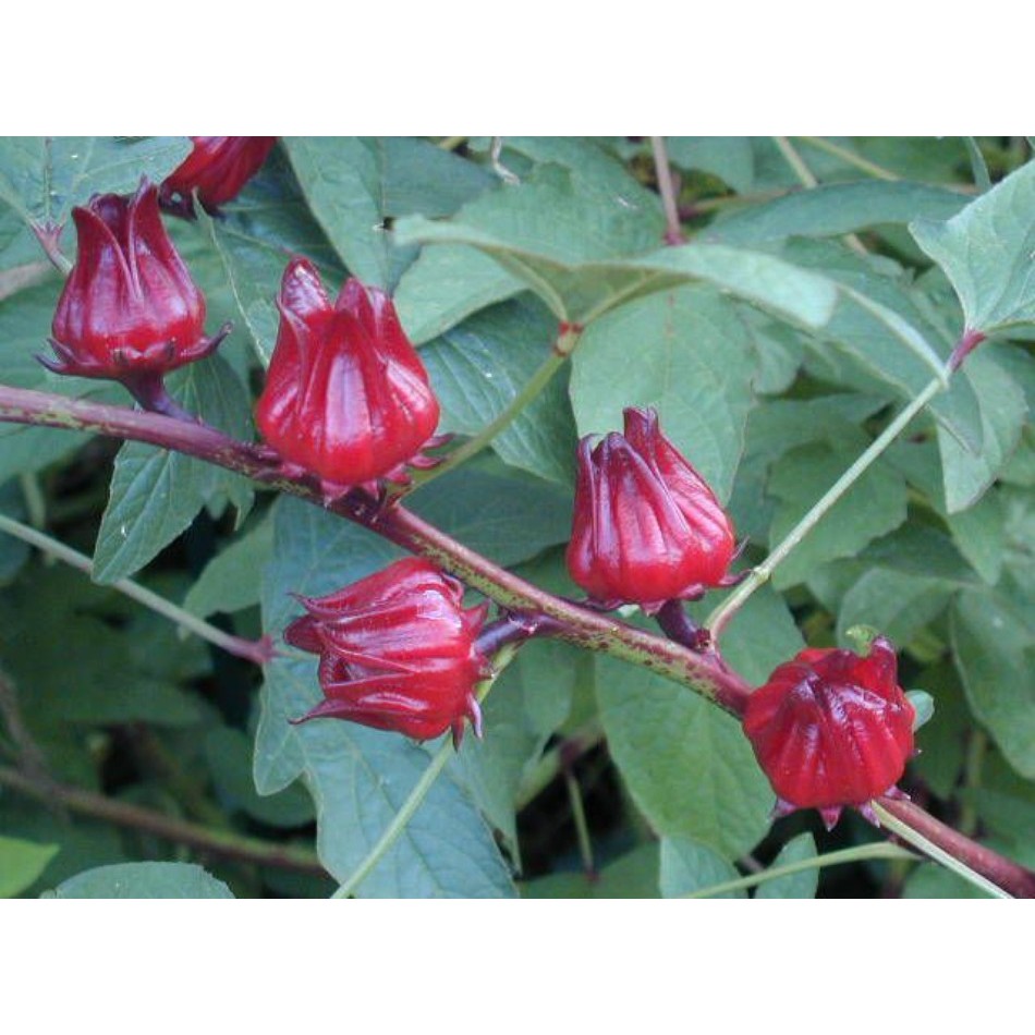 Hạt giống hoa Atiso đỏ