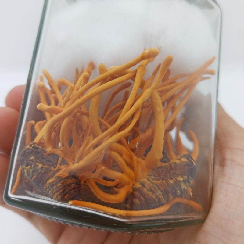 Đông Trùng Hạ Thảo Nguyên Con sấy thăng hoa JD235_nhong | BigBuy360 - bigbuy360.vn