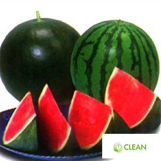 Hạt giống dưa hấu không hạt - 10 hạt