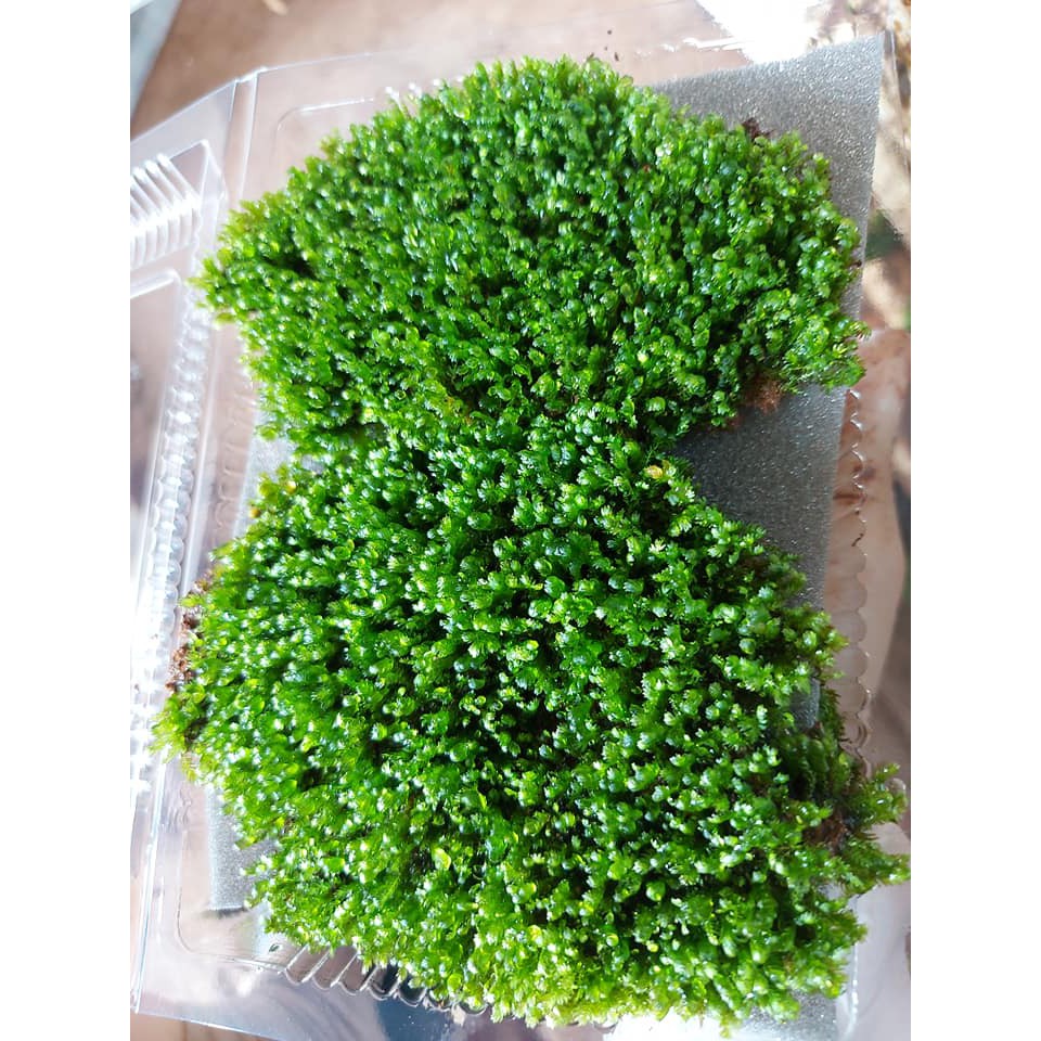 RÊU MINIFISS LÁ NƯỚC | Mini fiss TRẢI NỀN HỒ THUỶ SINH