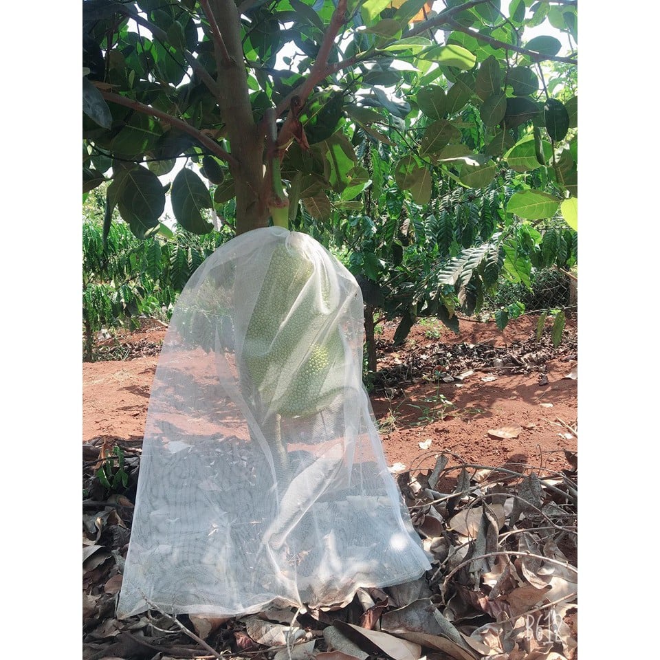 50 Cái 50*70cm Túi Cước Thái Bao Bọc Mít - Túi Bọc Trái Cây