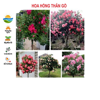 Hạt giống hoa hồng thân gỗ 10 hạt