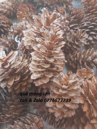 Trái thông khô trang trí Đà Lạt, phân loại 1kg trái thông loại Lớn
