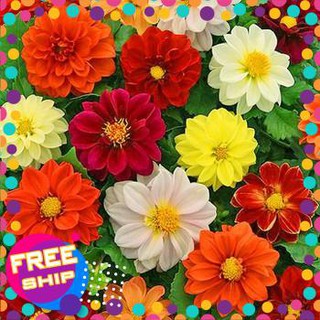50 hạt giống thược dược mix trợ giá khuến mại tết