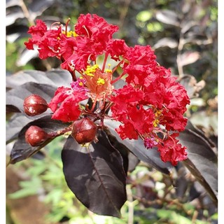 CÂY GIỐNG TƯỜNG VY ĐỎ ĐẬM, HOA ĐỎ LÁ ĐỎ RED HOT,CAM KẾT GIỐNG CHUẨN LOẠI 1