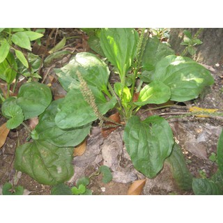 HẠT GIỐNG MÃ ĐỀ - 0,2Gram/ gói (hơn 100 hạt)