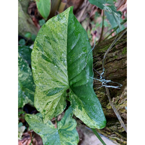 Syngonium Mojito trầu leo