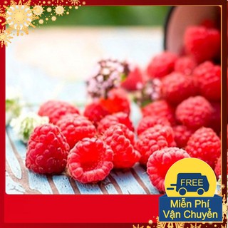 Hạt Giống Quả Mâm Xôi Đỏ