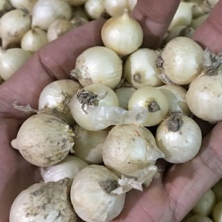 Hành tăm, củ nén ( hành bi, có thể làm giống) Miền Trung tại Hà Nội
