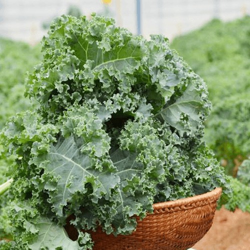 Hạt giống cải xoăn xanh Kale Siêu Lùn cao 40cm gói 1gr