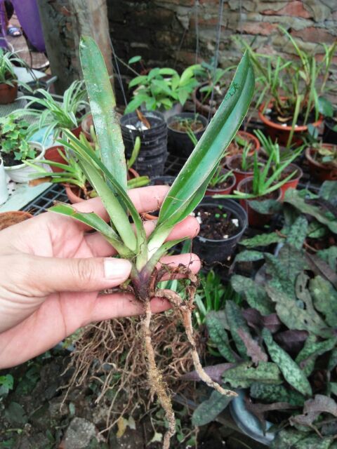 1 cây lan hài Henry chưa hoa