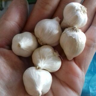 Tỏi Phan rang loại nhỏ 500g