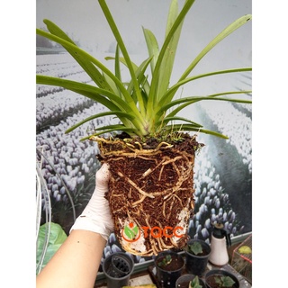 Phân trùn quế tan siêu chậm Vermis-pro bao 25kg